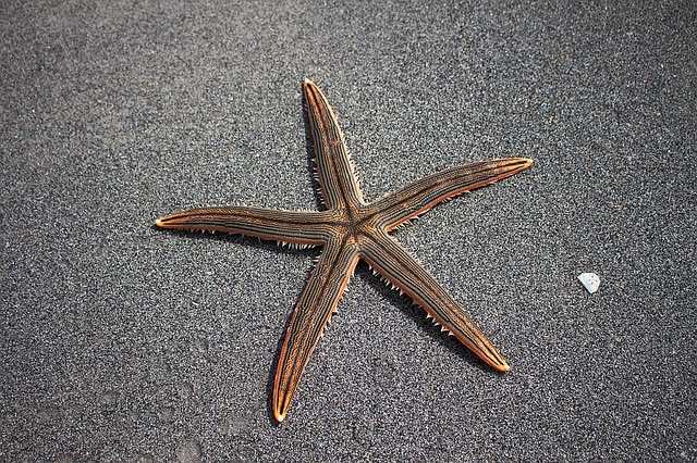 Sea star